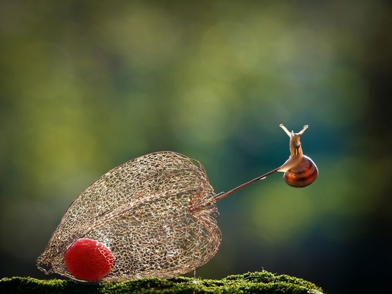 Magiczny świat ślimaków Wiaczesława Miszczenki 5