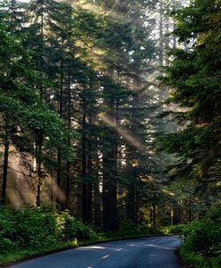 Warszawa. Rozpoczyna się Warszawskie Święto Drzewa