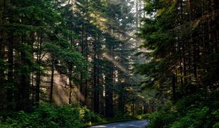 Warszawa. Rozpoczyna się Warszawskie Święto Drzewa