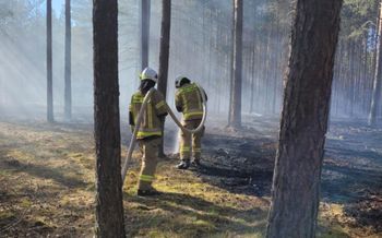 Pożar lasu w gminie Śrem. Dziewięć zastępów straży pożarnej w akcji