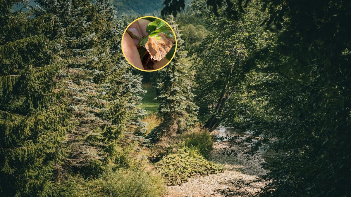 Zdobniczka bukowa pojawiła się w lasach Ustrzyk Dolnych