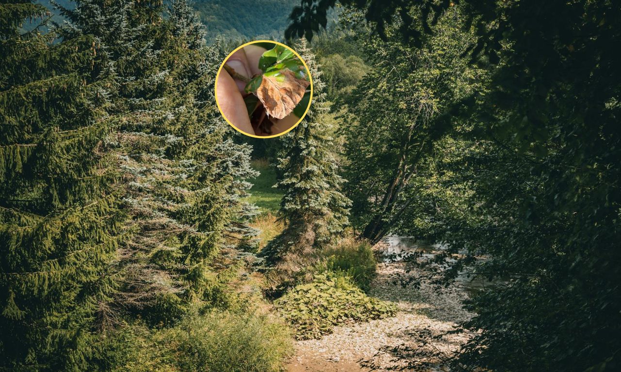 Pojawiła się w Bieszczadach. Leśnicy ostrzegają