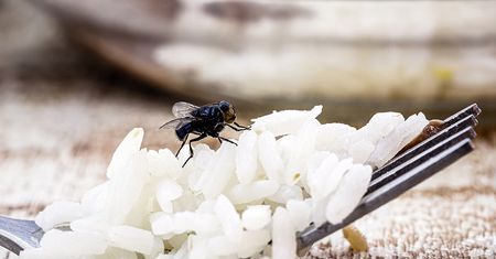 Weź z kuchennej szafki i wymieszaj. Muchy i komary będą uciekać w popłochu
