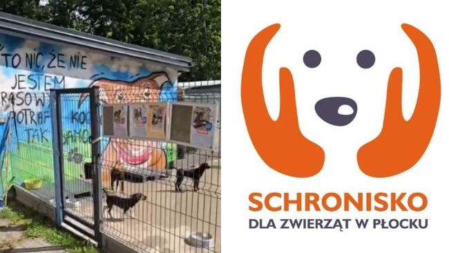 Władze miasta chcą przejąć schronisko w Płocku 