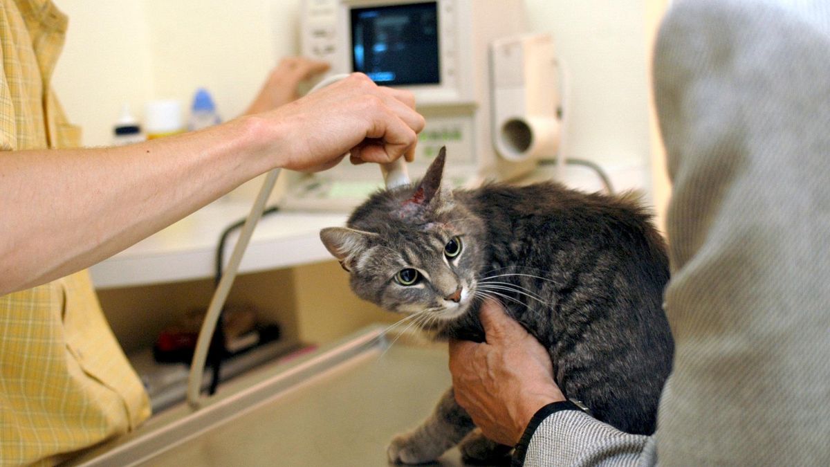 Rząd wycofuje się z podniesienia VAT-u na leki dla zwierząt
