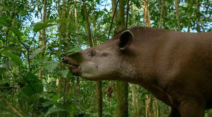 Najdziwniejsze zwierzęta Ameryki Południowej
