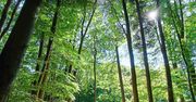 Gołoborze na Łysej Górze – Atrakcje w Świętokrzyskim Parku Narodowym