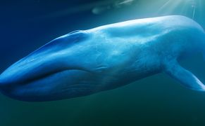 Polsat Viasat Nature HD Płetwale błękitne: powrót olbrzymów