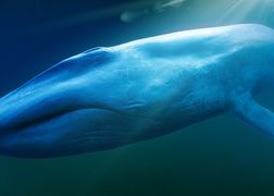 Polsat Viasat Nature HD Płetwale błękitne: powrót olbrzymów