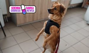 Gdy opiekun trafił na SOR, pies został bez opieki. Na pomoc ruszyła straż miejska