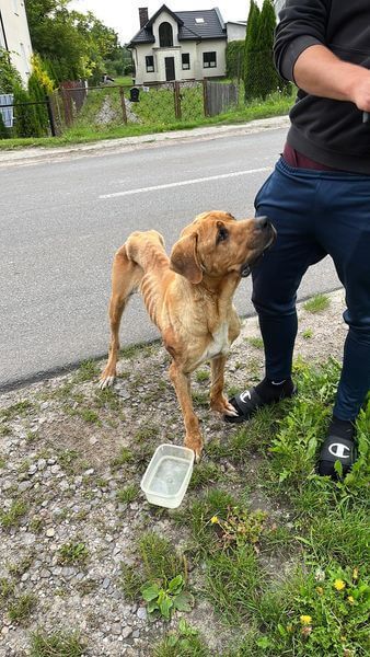 wychudzony pies kraśnik pije wodę