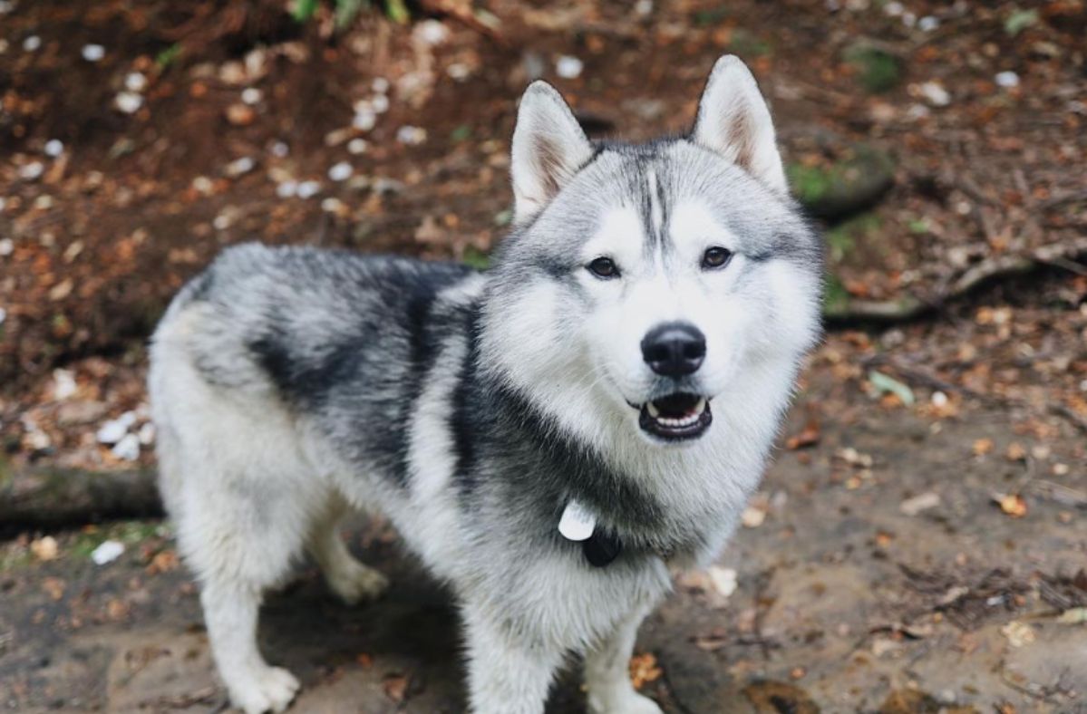 Husky Kobe detected a potentially dangerous gas leak.