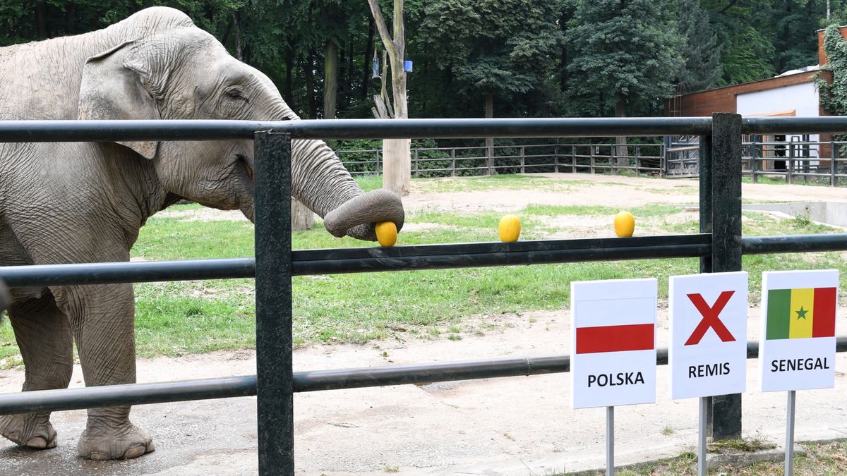 Słonica Citta typuje wynik meczu Polska - Senegal