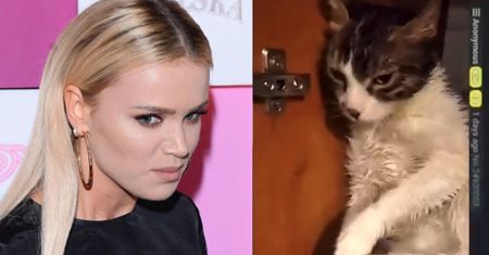 Poszukujemy SADYSTY, który w bestialski sposób znęca się nad swoim kotem!