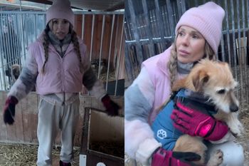 Doda pojawiła się w kolejnym schronisku. "250 psów w katastrofalnym stanie"