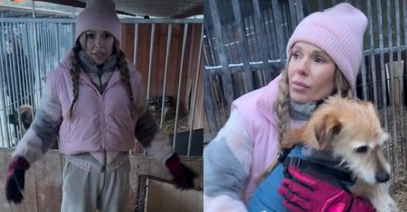 Doda pojawiła się w kolejnym schronisku. "250 psów w katastrofalnym stanie"