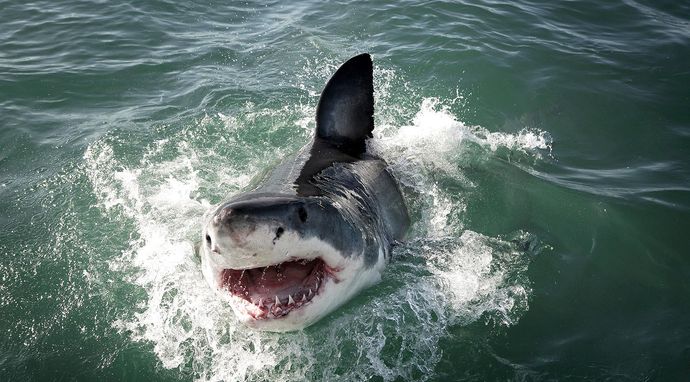 Superbestia