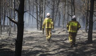 Pożary lasów kosztują krocie. Oszacowano tegoroczne straty