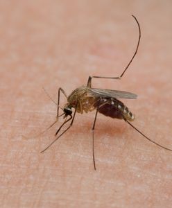 Komary lubią ciebie bardziej niż innych? Wszystko przez te dwa produkty, które jesz