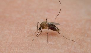 Komary lubią ciebie bardziej niż innych? Wszystko przez te dwa produkty, które jesz