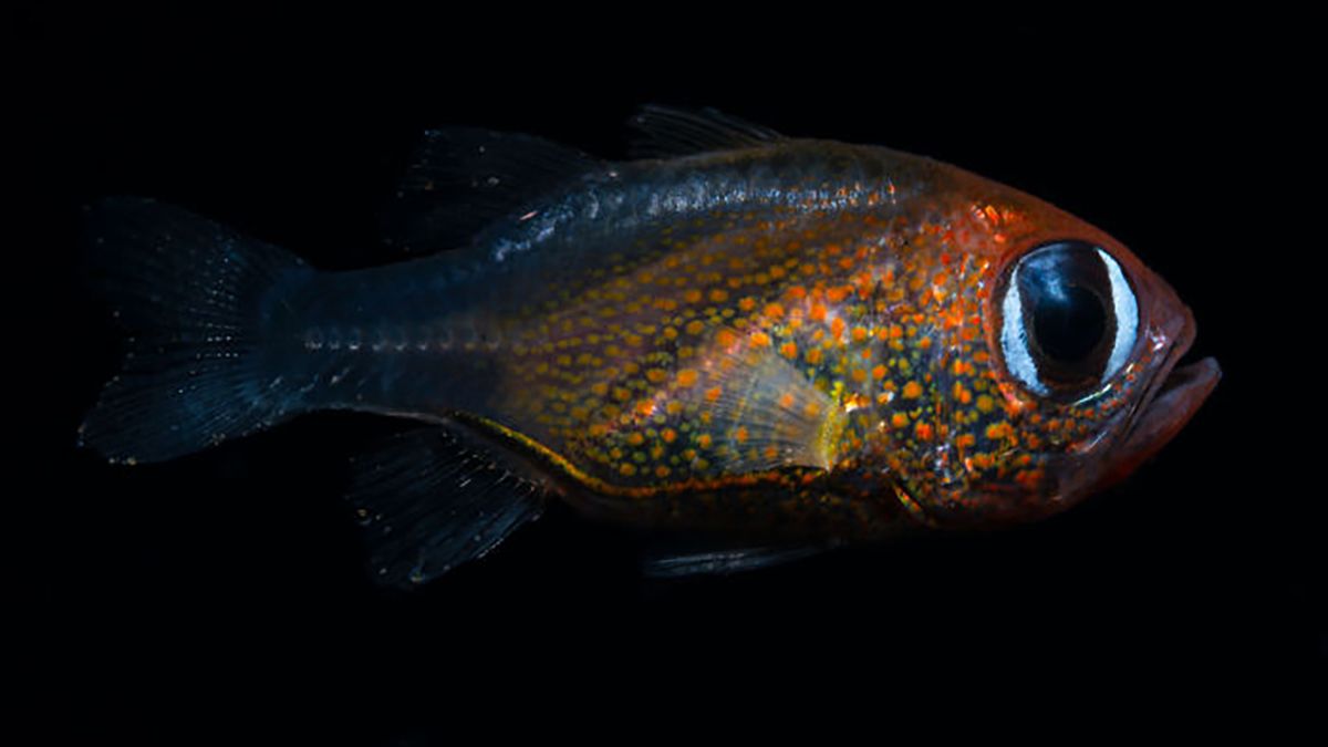 W 2019 roku naukowcy odkryli 71 nowych gatunków. Oto kilka z nich 1