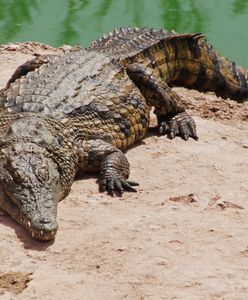Atak krokodyla w Meksyku. Dwóch turystów jest rannych