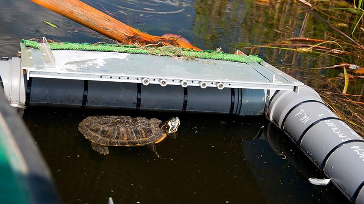 Żółwie we Wrocławiu będą łapane w specjalne pułapki