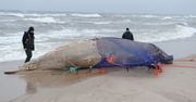 Na brzegu Bałtyku znaleziono martwego wieloryba