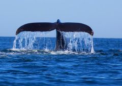 Kalifornia - gigantyczne wieloryby w Zatoce Monterey