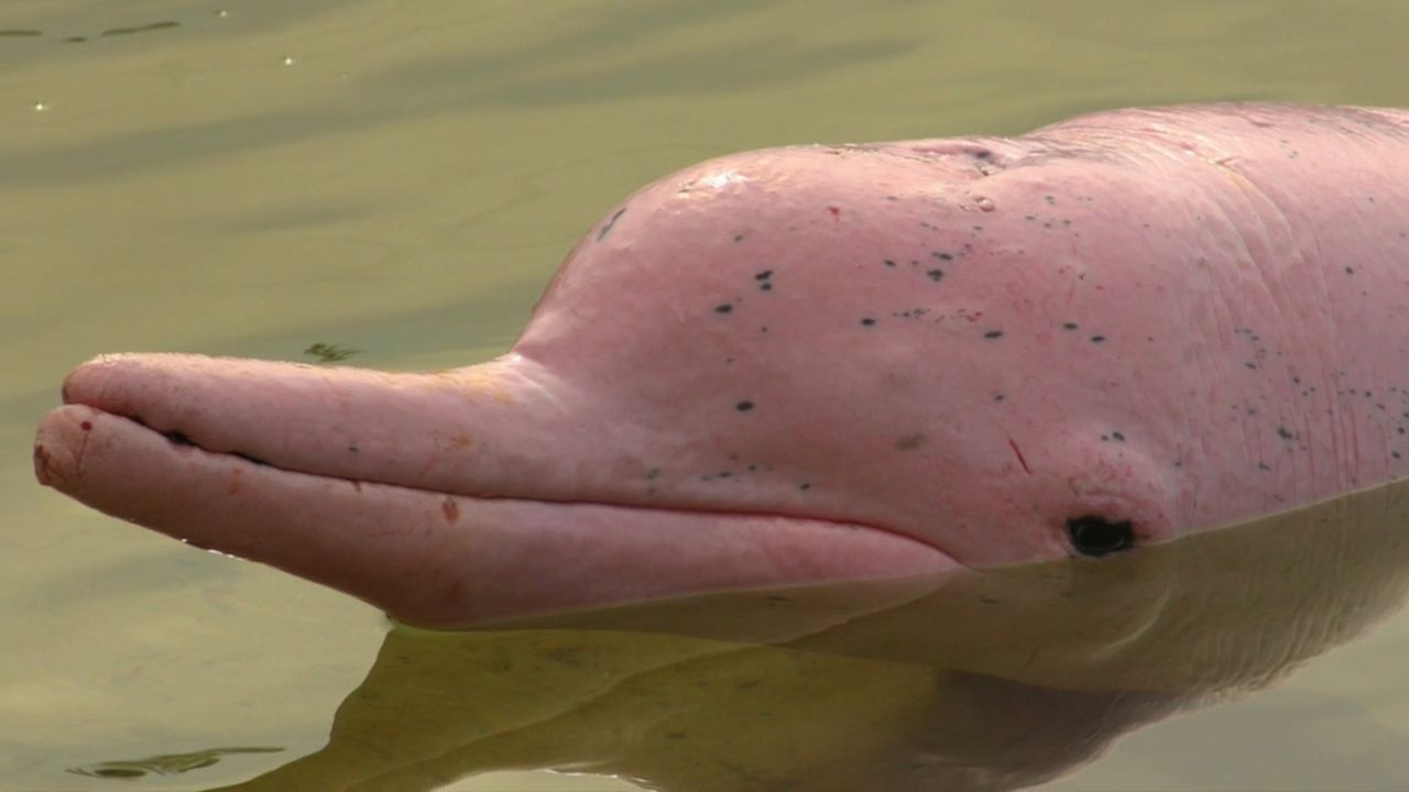 Różowy delfin z gatunku Sousa chinensis.