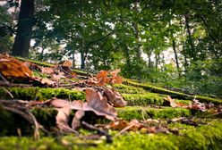Pogoda. Wrocław. 23 września - zrobi się cieplej. Tylko na moment
