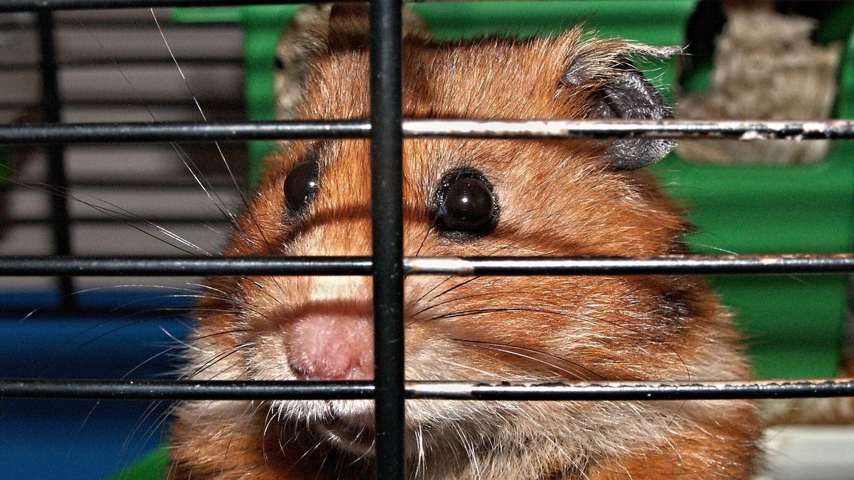 Chomik