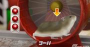 Chomiki na PSP