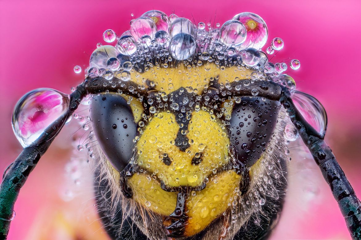 Laowa 25 mm f/2.8 2.5-5x Ultra Macro - zdjęcia przykładowe i cena 6