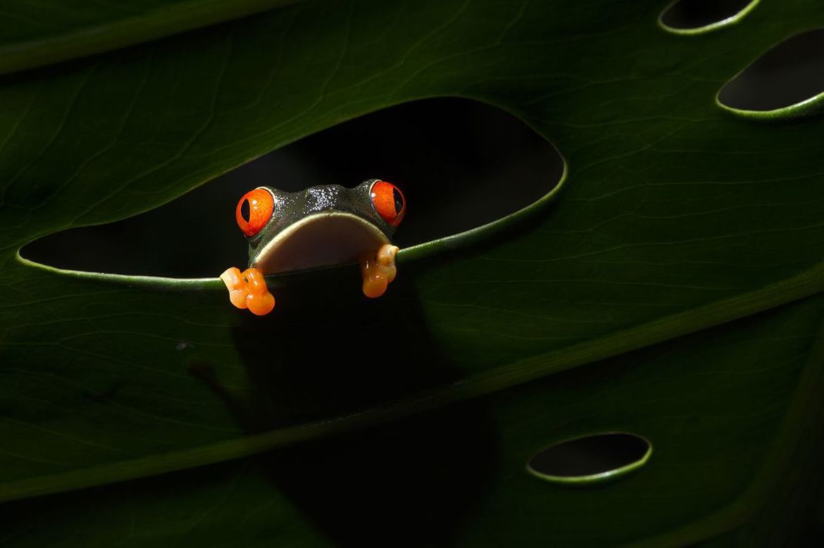 Adam Żądło w finale Smithsonian Photo Contest 2017 16