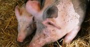 ASF znów atakuje! Potwierdzono 16. ognisko choroby u świń w 2025 roku