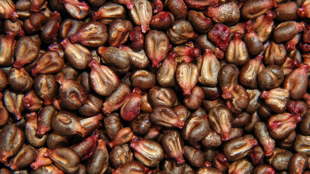 Zawierają mnóstwo antyoksydantów i chronią przed rakiem. Jedz do woli, by cieszyć się zdrowiem