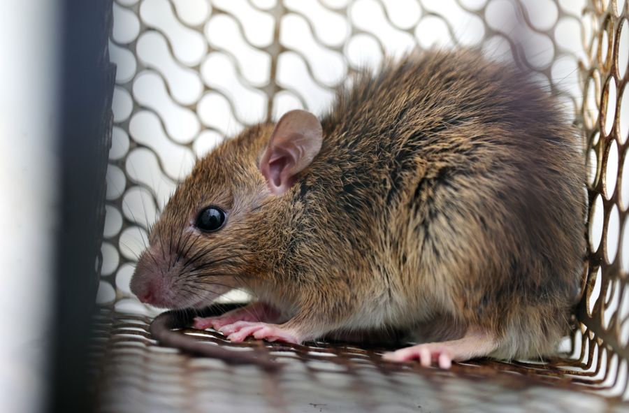 Częstochowa residents alerted of rat Infestation by city hall