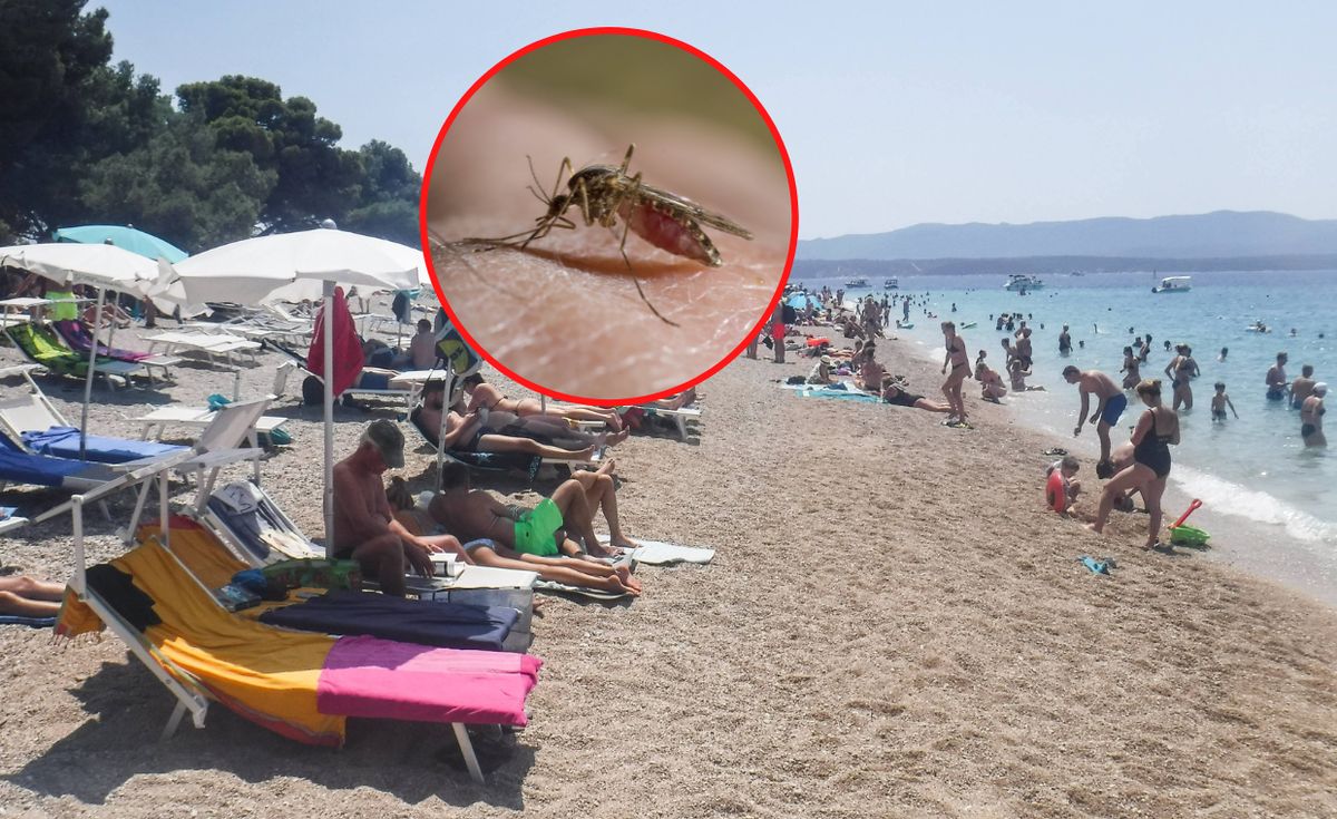 Komary to już prawdziwa plaga w Chorwacji