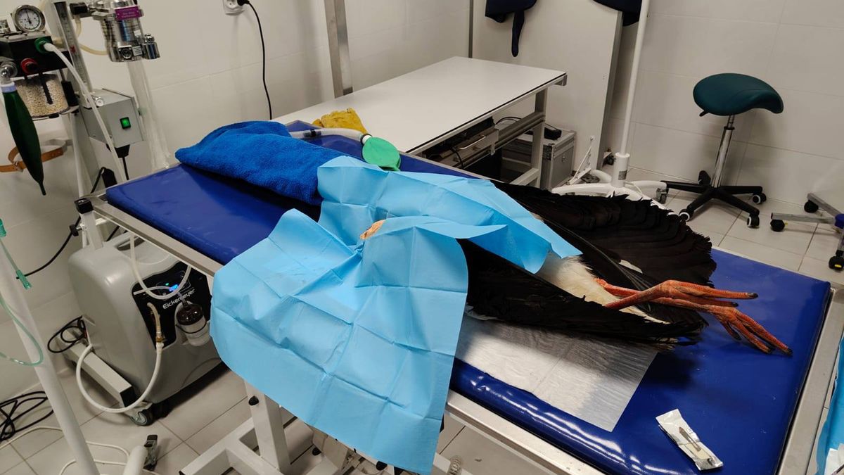 Ranny bocian na stole operacyjnym