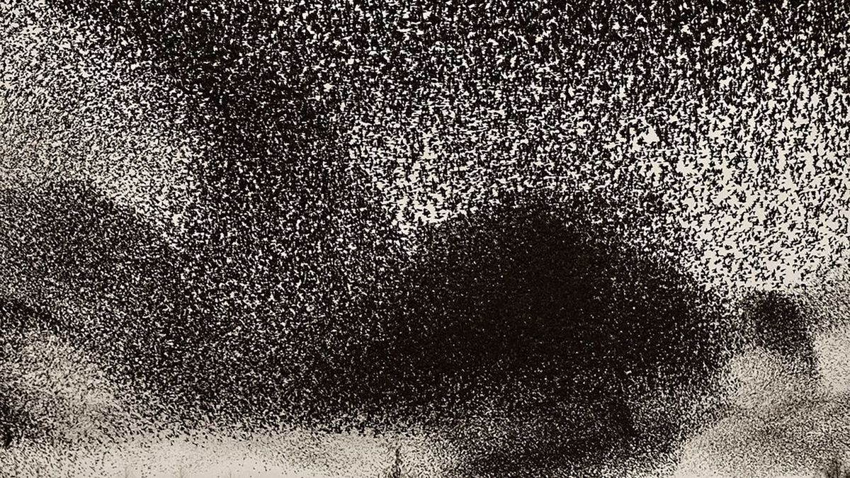 Niesamowite formacje utworzone z tysięcy szpaków. Niebo było czarne 1