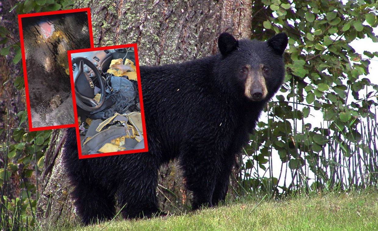 A bear was caught red-handed. It fell asleep in the car it had broken into.