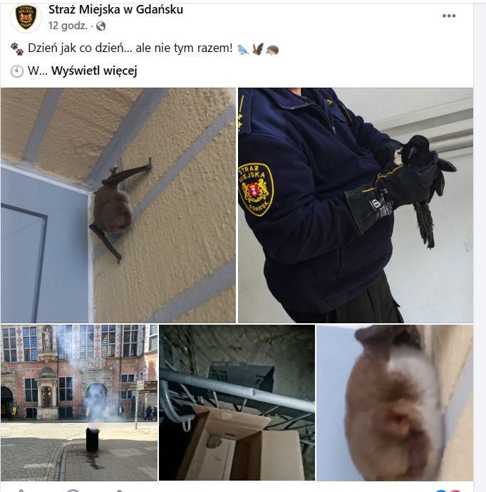 Nietoperz wybrał niefortunne miejsce. Służby w niecodziennej akcji