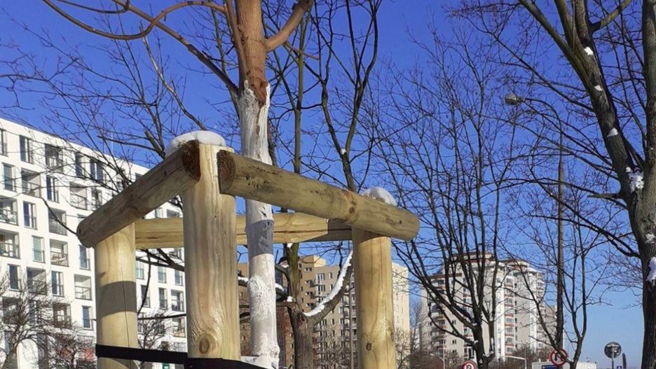 Warszawa. Drzewa jak na dłoni. Powstała mapa, która pokazuje wszystkie okazy dendrologiczne wyższe niż 3 metry