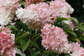 Azjatycka pielęgnacja… hortensji. Domowy sposób na krzewy pełne kwiatów