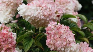 Azjatycka pielęgnacja hortensji. Domowy sposób na krzewy pełne kwiatów