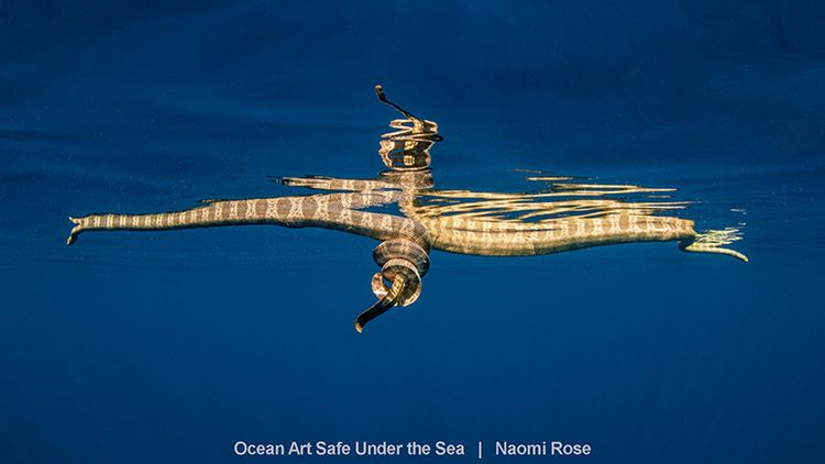 Najlepsze zdjęcia oceaniczne w konkursie Safe Under the Sea 10