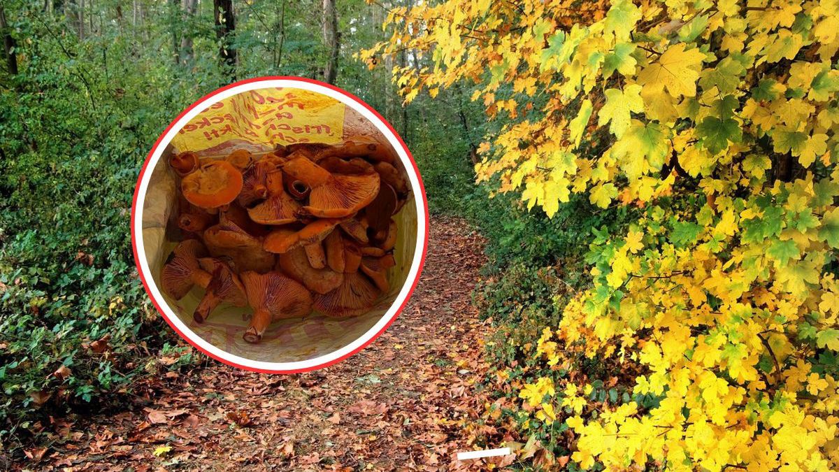 Grzybowe eldorado w Niemczech. Polka pokazała zbiory