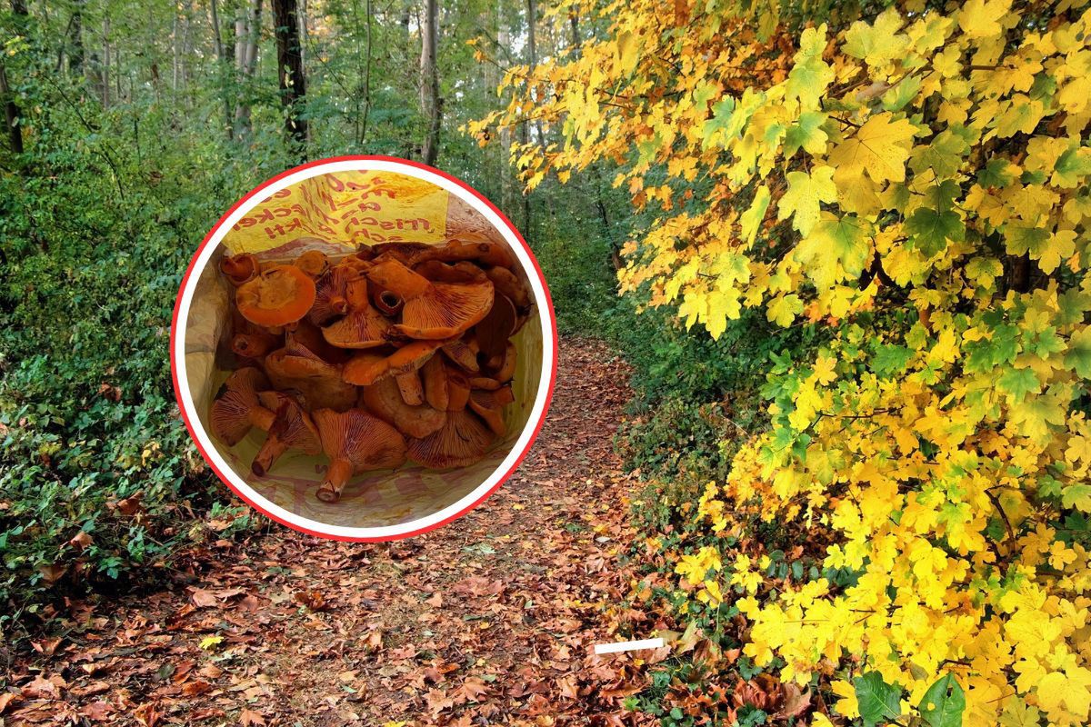 Polka zbierała grzyby w Niemczech. Internauci: "A limity?"