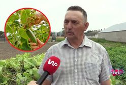 Po ogórki przyjeżdżają tu ludzie z całej Polski. Rolnik z Wielkopolski zdradził sekret